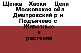 Щенки  “Хаски“ › Цена ­ 5 - Московская обл., Дмитровский р-н, Подъячево с. Животные и растения » Собаки   